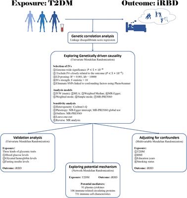 The causal relationship between type 2 diabetes mellitus and isolated REM sleep behavior disorder: results from multivariable and network Mendelian randomization analysis